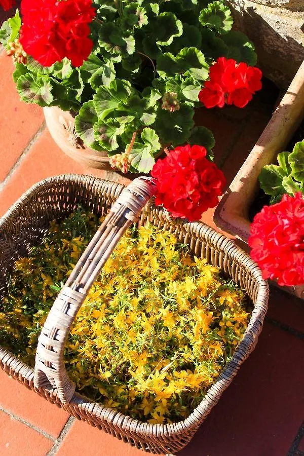 Bed & Breakfast Au-Ra Vegan B&B Castagneto Carducci